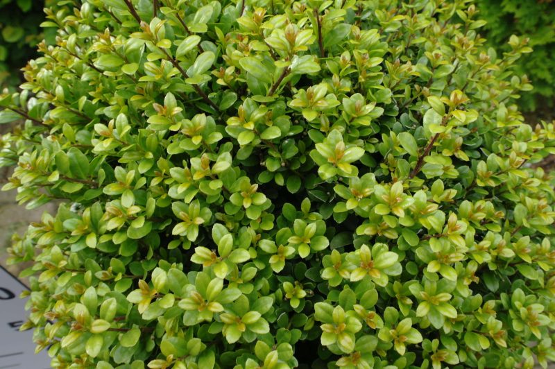 Ilex Crenata dark green stam 90 cm - Afbeelding 2