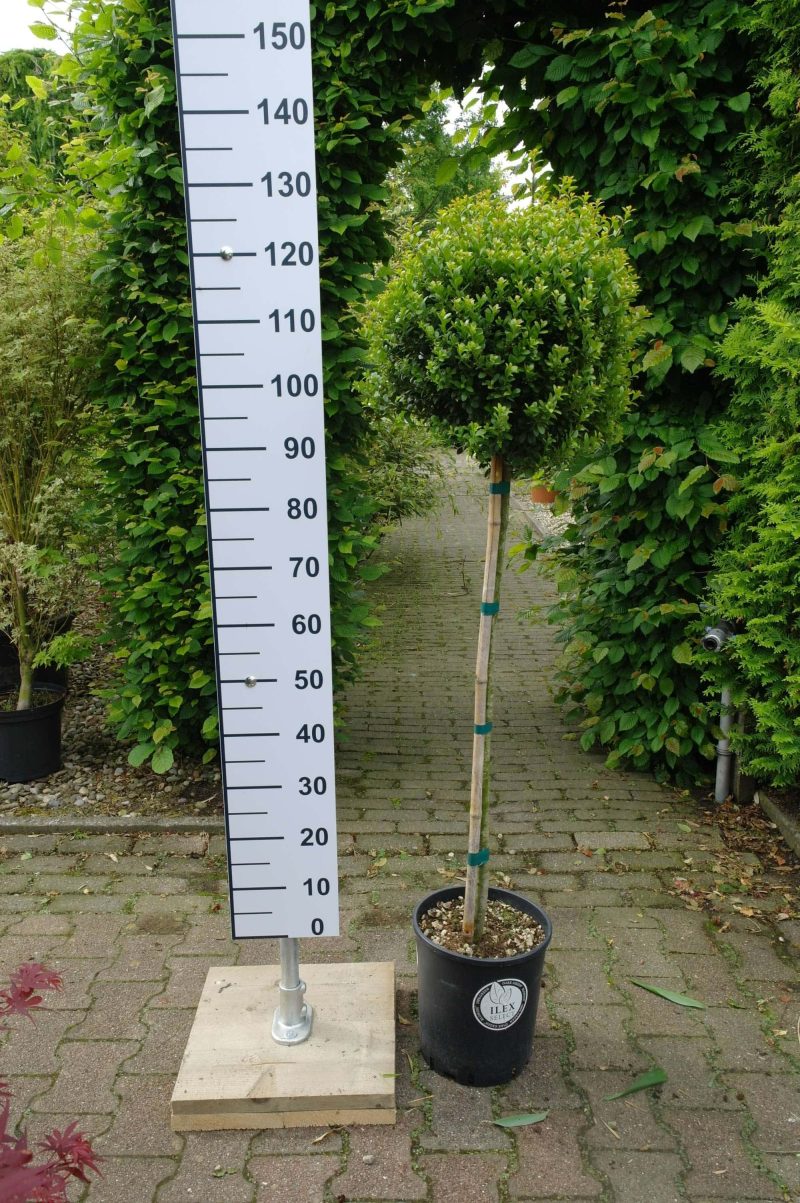 Ilex Crenata dark green stam 90 cm