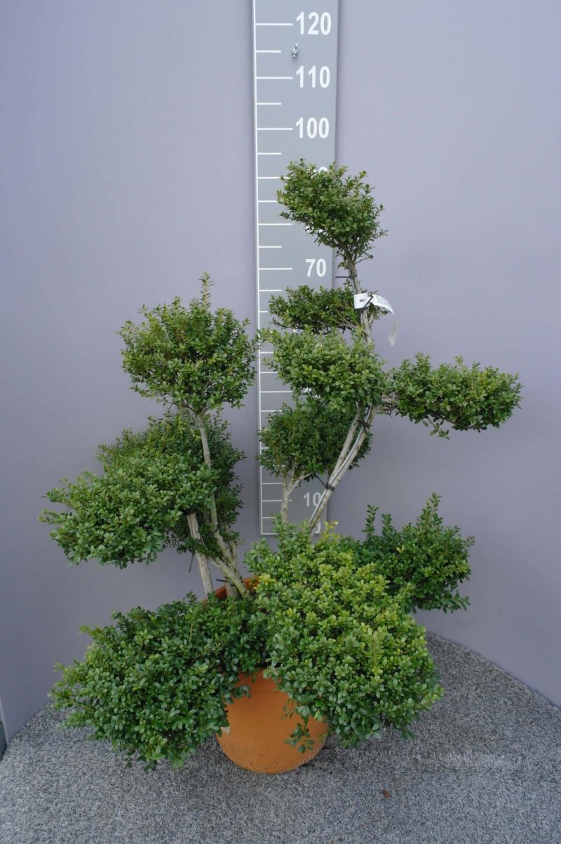 Ilex Crenata 'Glorie Gem' bonsai