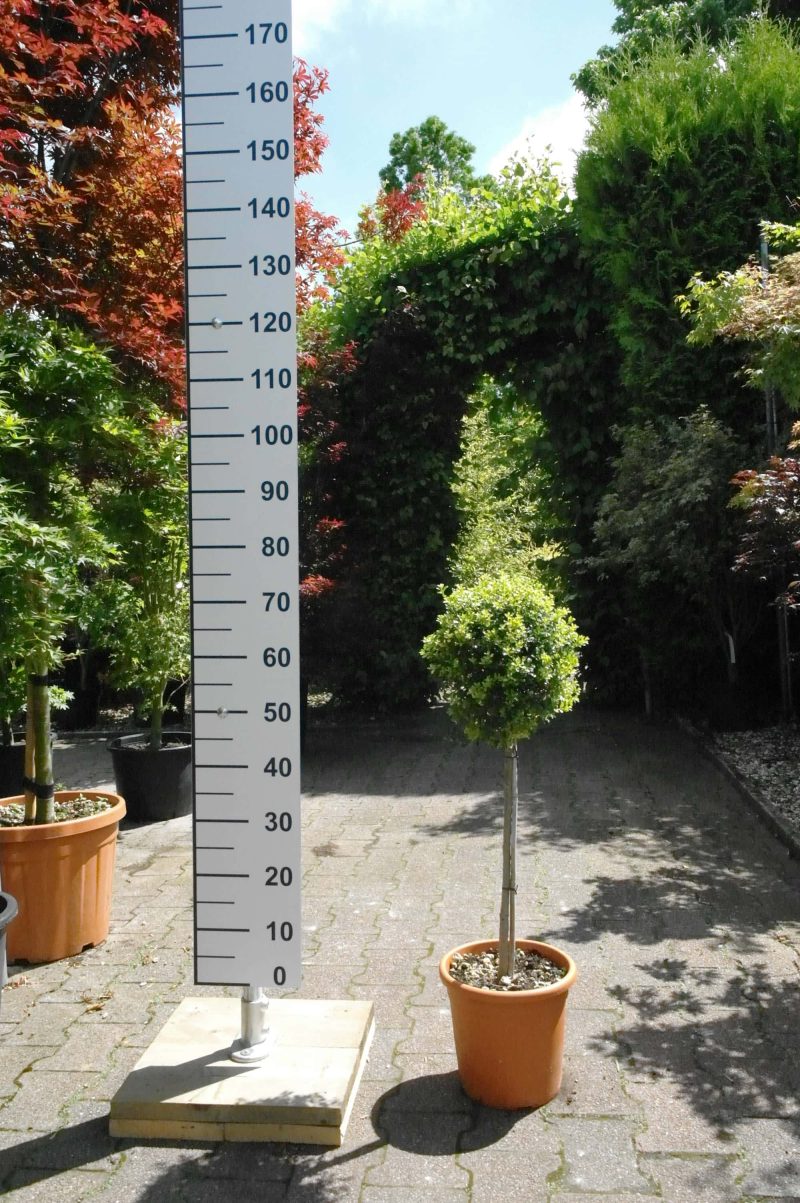 Ilex Crenata kinme