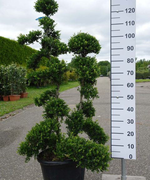 Ilex Crenata kinme