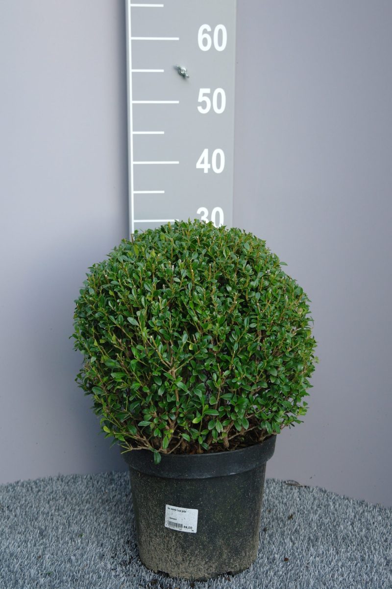 Ilex Crenata 'Luxes Globe'®