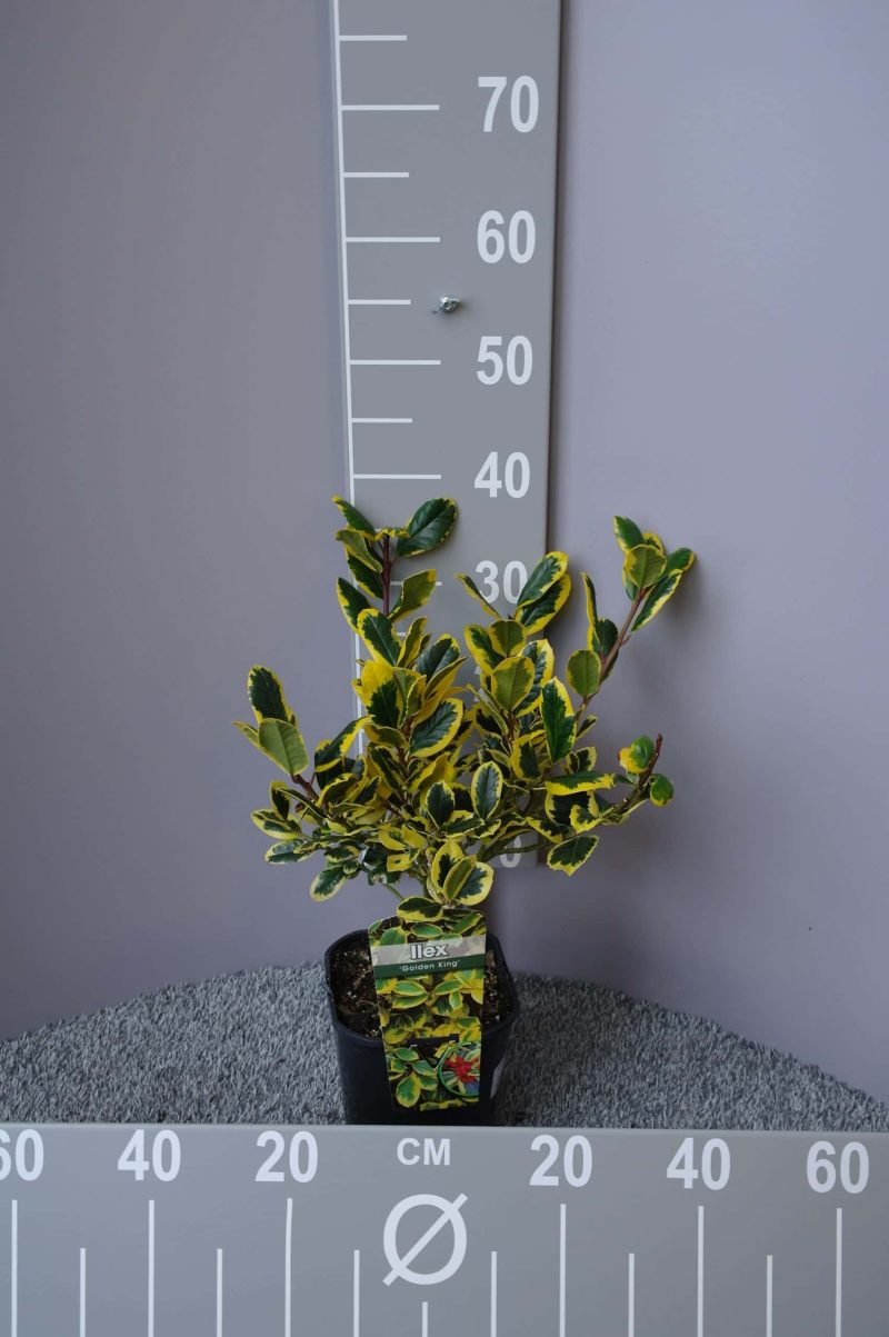 Ilex - Hulst - Afbeelding 2