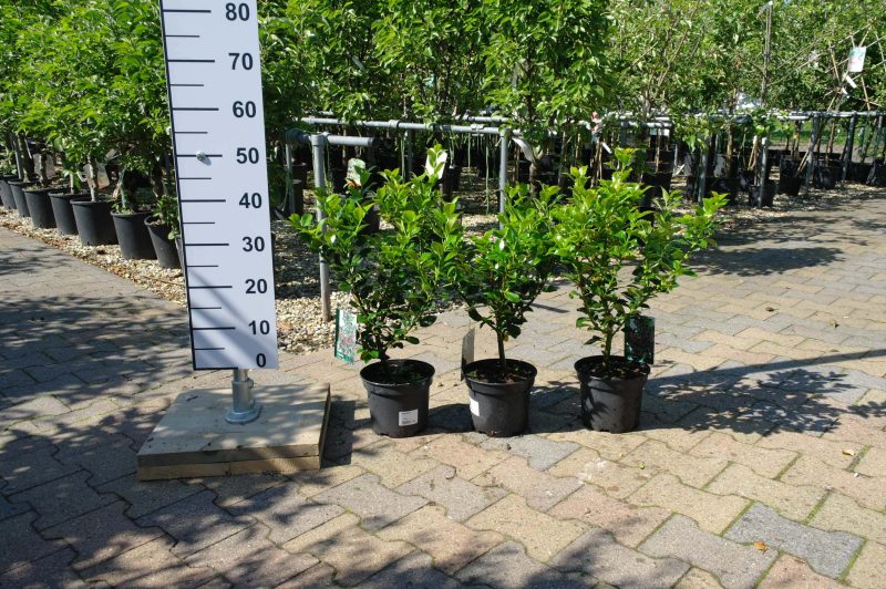 Ilex Heckenfee