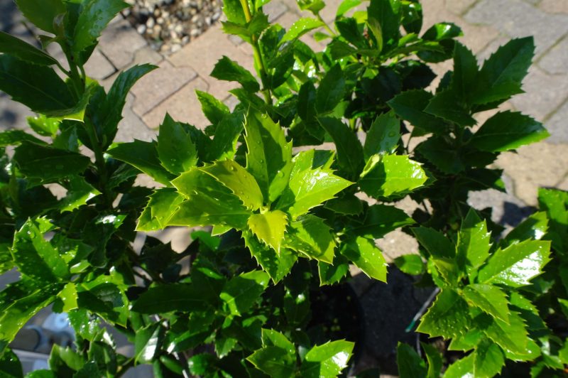 Ilex Heckenfee - Afbeelding 2