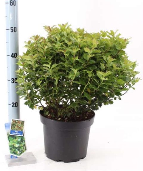 Ilex Meserveae 'Little Rascal'