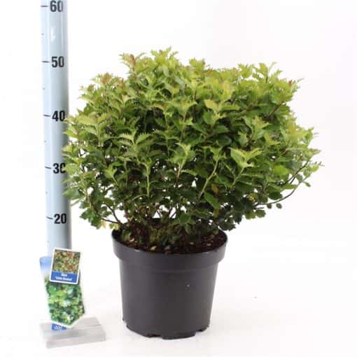 Ilex Meserveae 'Little Rascal'