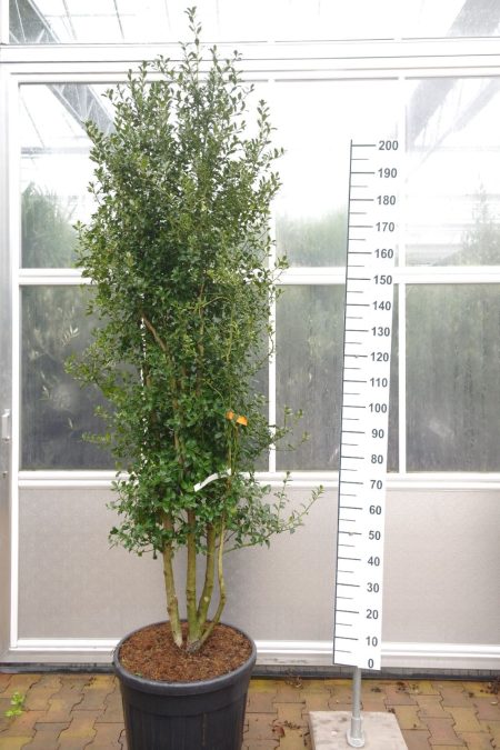 Ilex Washington - Meerstammige hulst boom