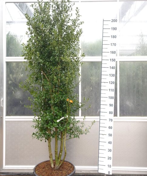 Ilex Washington - Meerstammige hulst boom