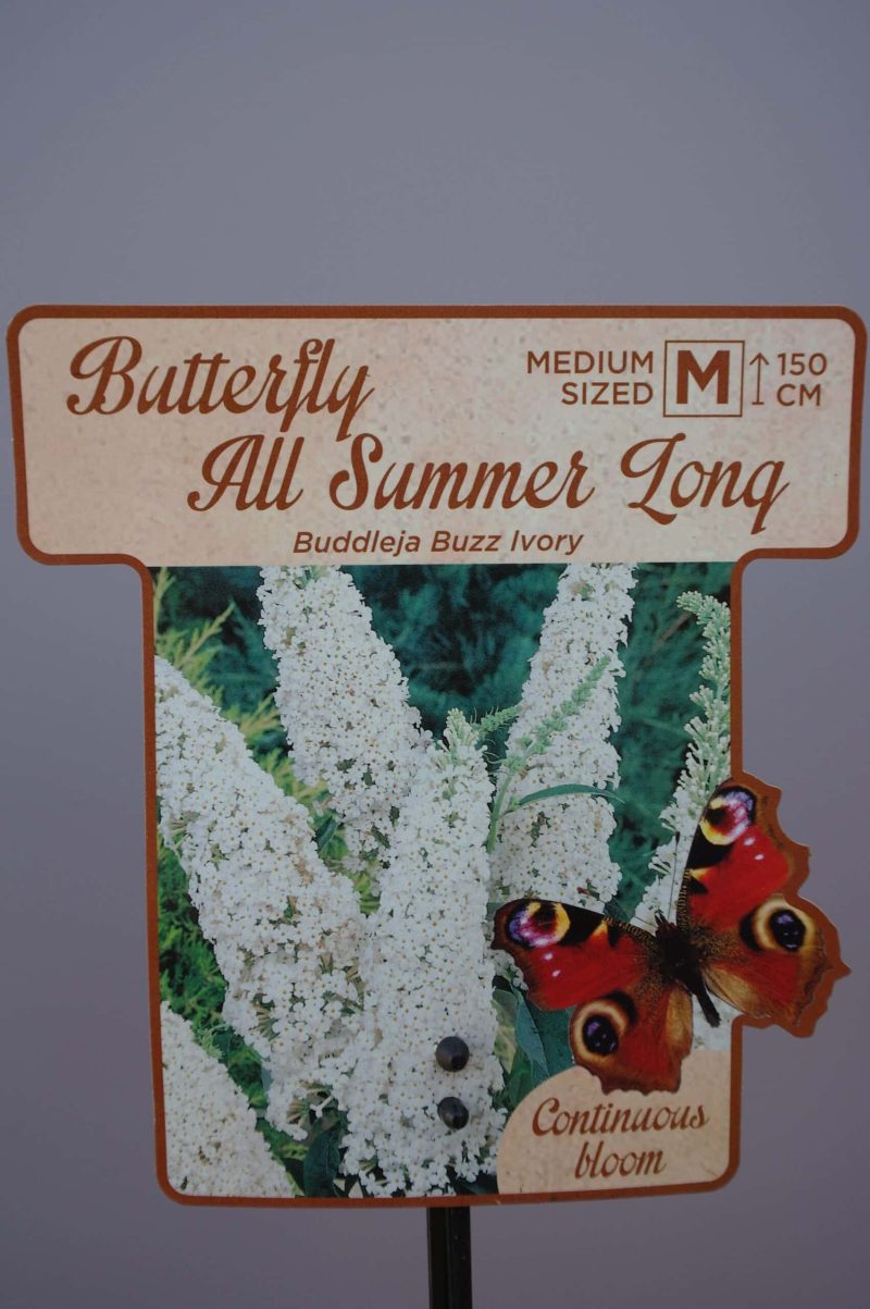 Buddleja ‘Buzz Ivory'  - vlinderstruik - Afbeelding 2