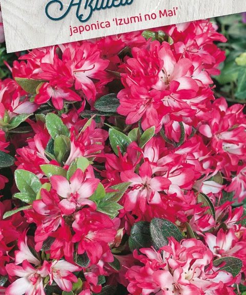 Azalea Japonica 'Izumi-no-mai' - roze-rood