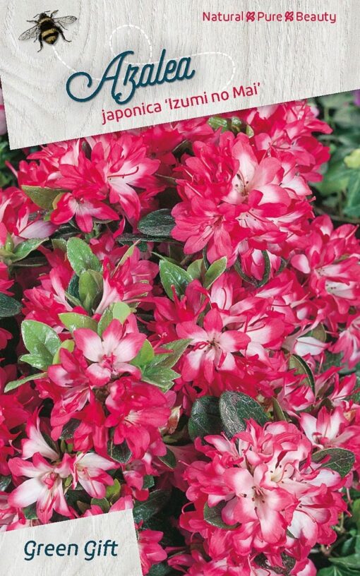 Azalea Japonica 'Izumi-no-mai' - roze-rood