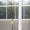 Pyrus Conference - Perenboom