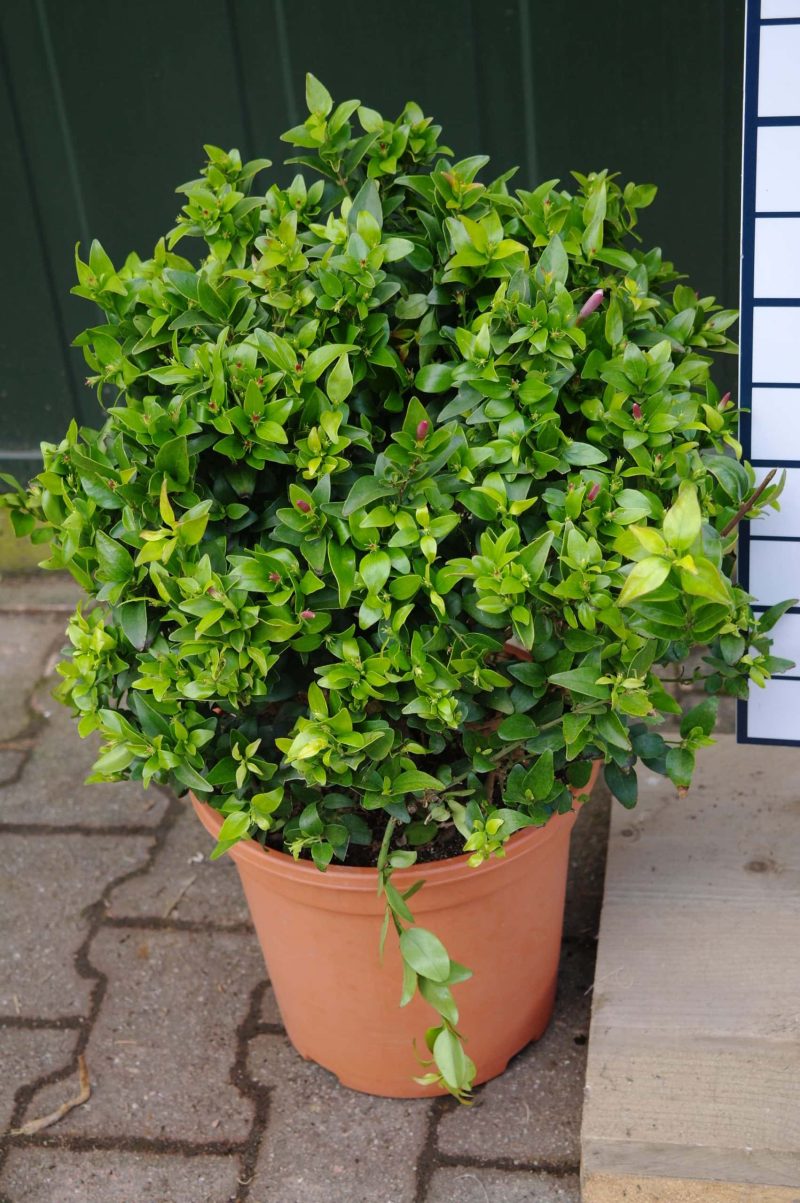 Jasminum Glaucum