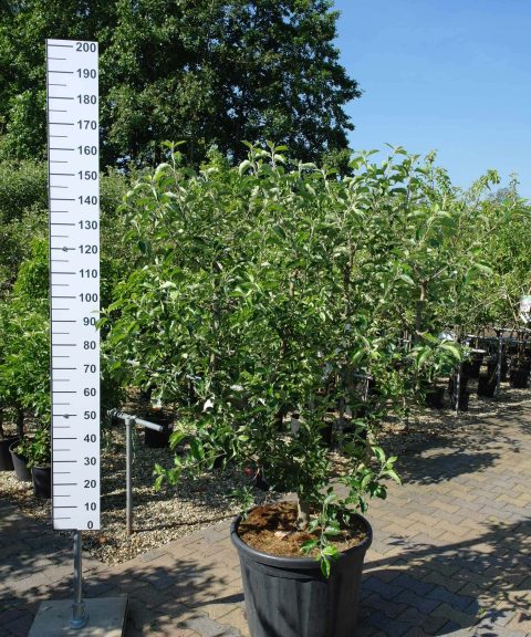 Malus Jonagold leivorm
