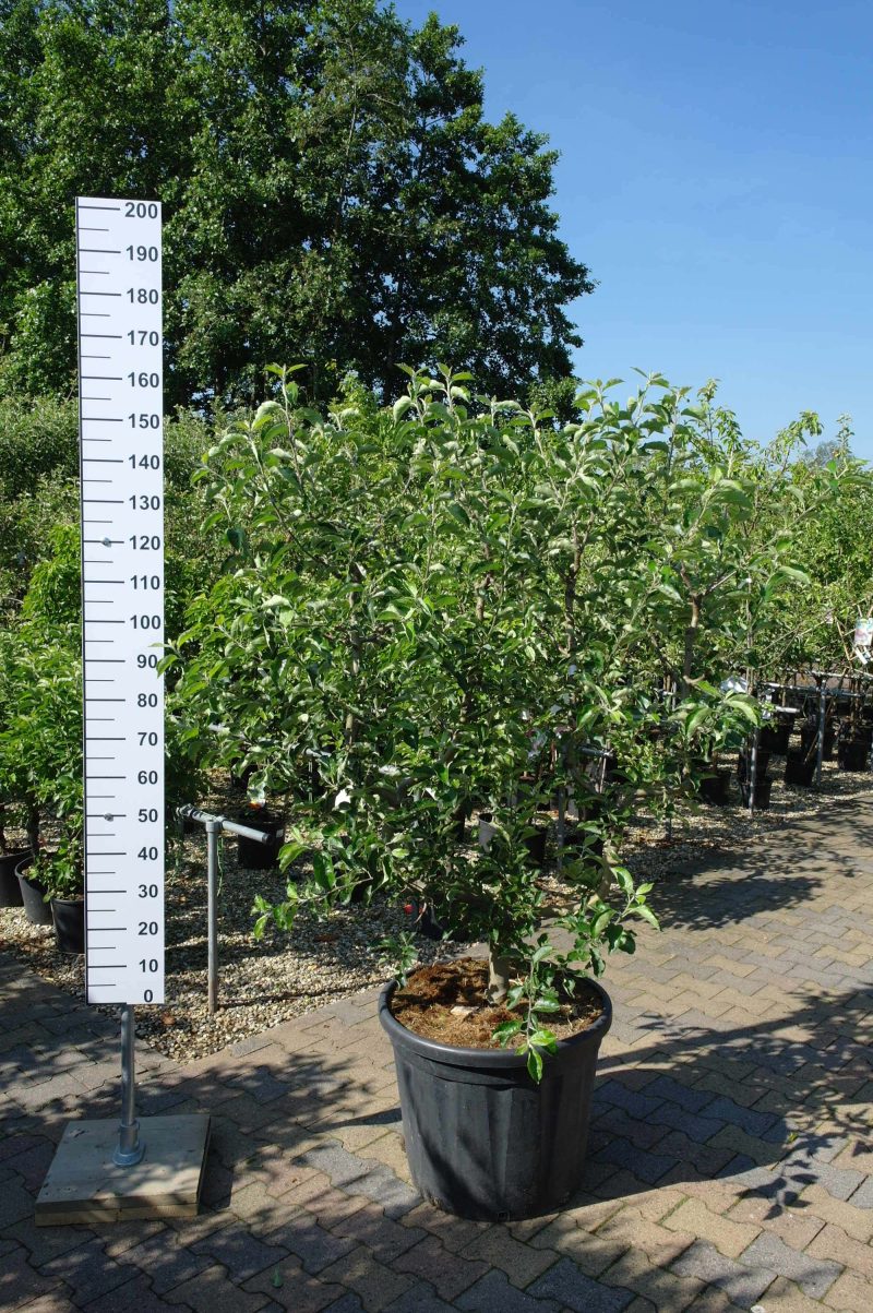 Malus Jonagold leivorm