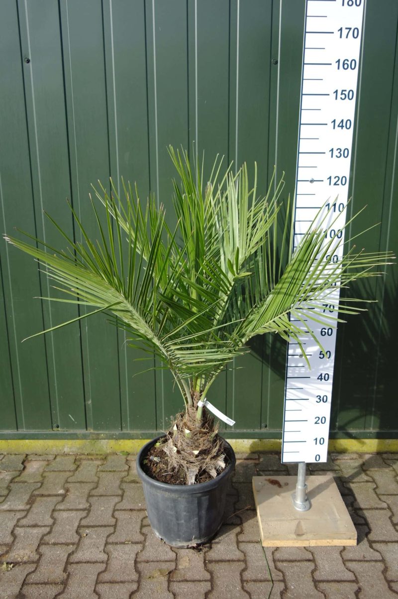 Jubaea Chilensis
