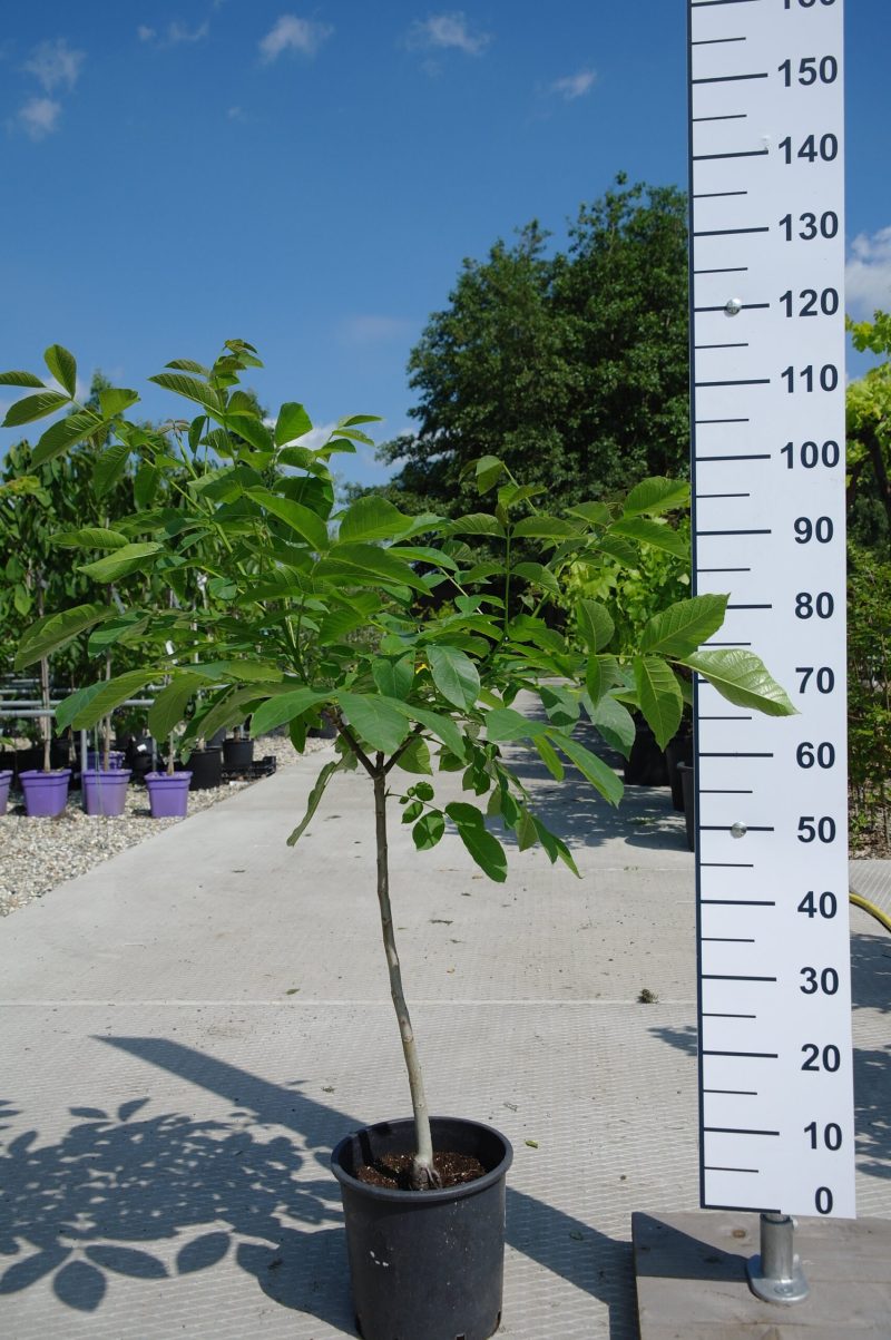 Juglans Nigra - walnoot