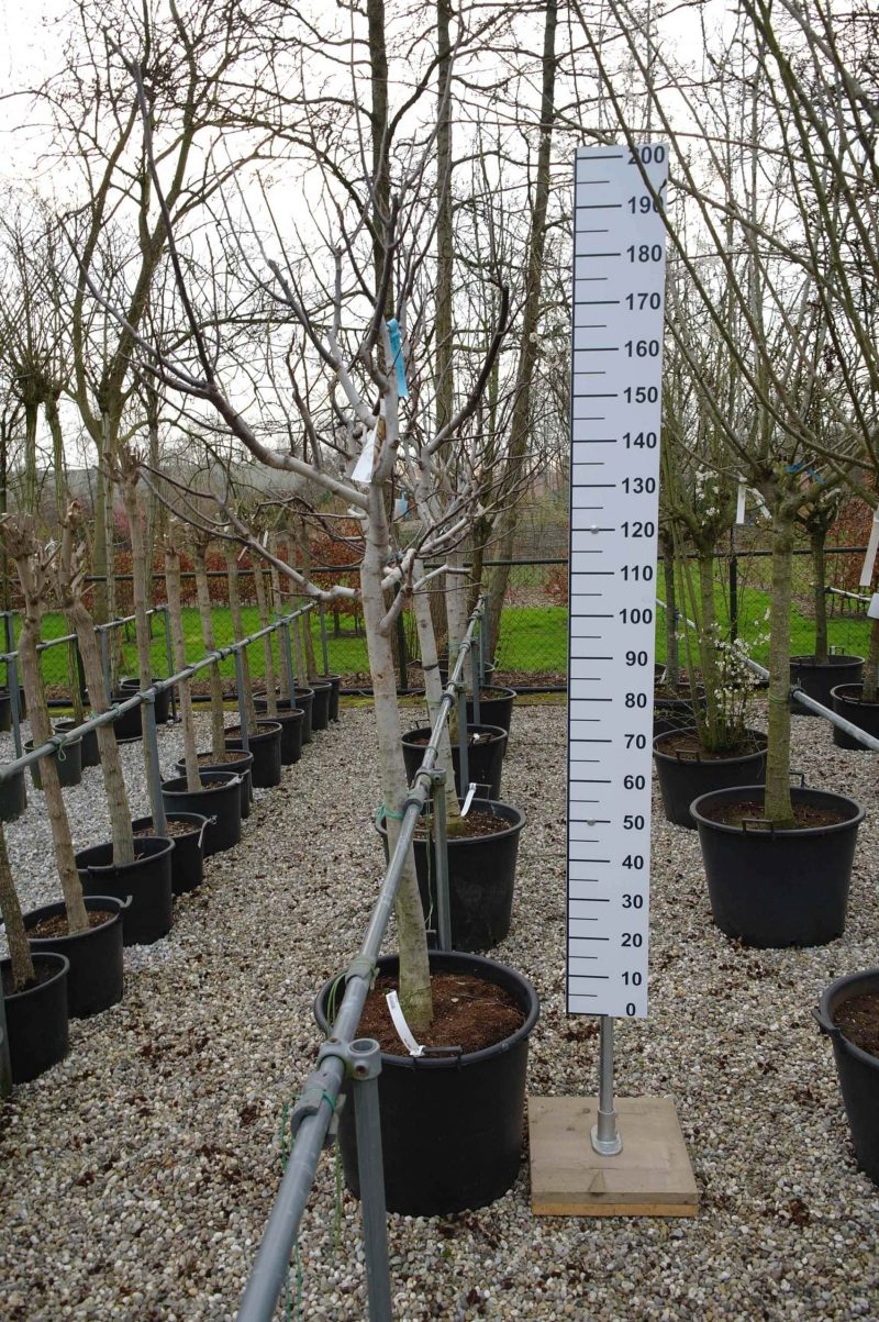 Juglans Regia - walnoot - Afbeelding 2