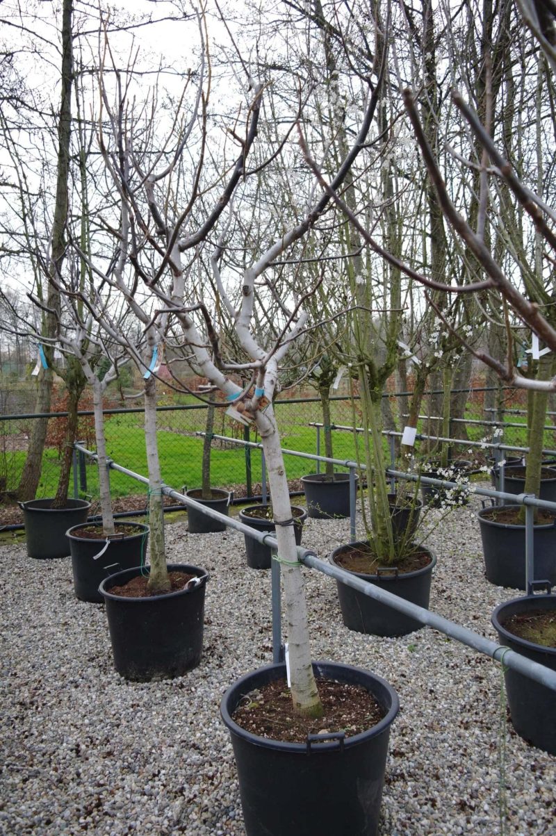 Juglans Regia - walnoot - Afbeelding 3