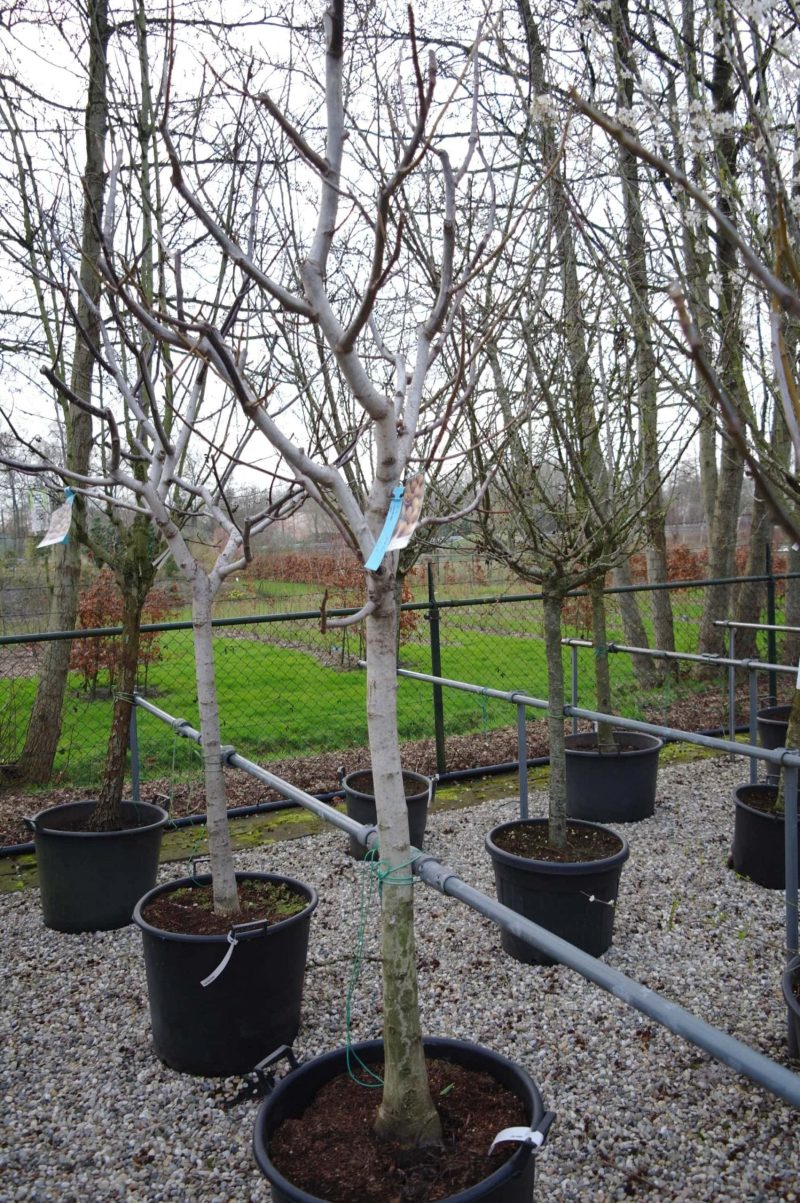 Juglans Regia - walnoot - Afbeelding 4