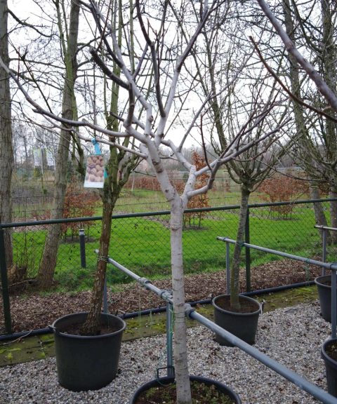 Juglans Regia - walnoot