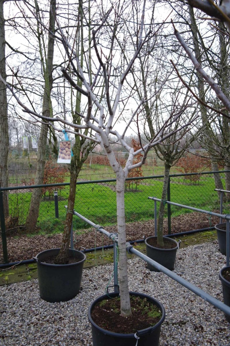 Juglans Regia - walnoot