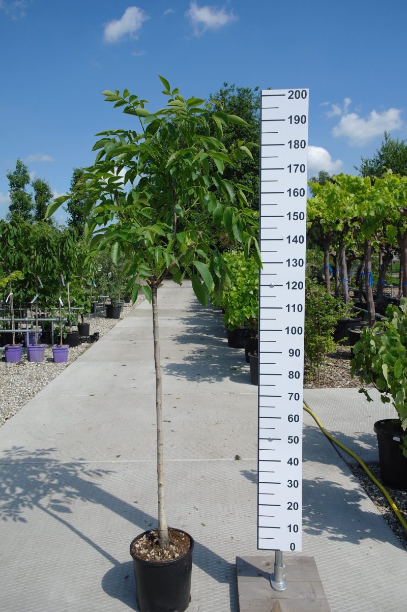 Juglans Regia - walnoot