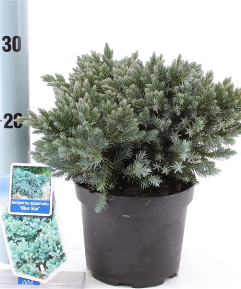 Juniperus Squamata 'Blue Star'