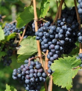 Vitis Vinifera 'Esther' - Druif