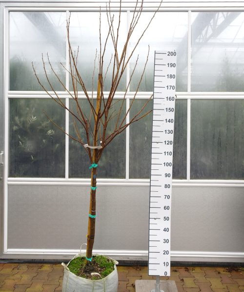 Diospyros Kaki 'Mela'