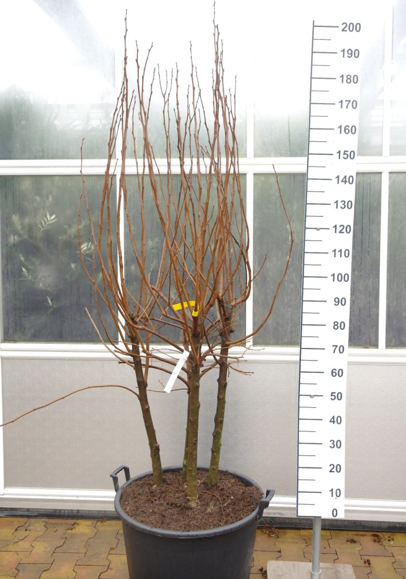 Diospyros Kaki 'Tipo' meerstammig