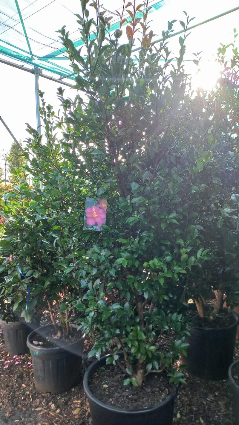 Camellia Sasanqua Kanjiro