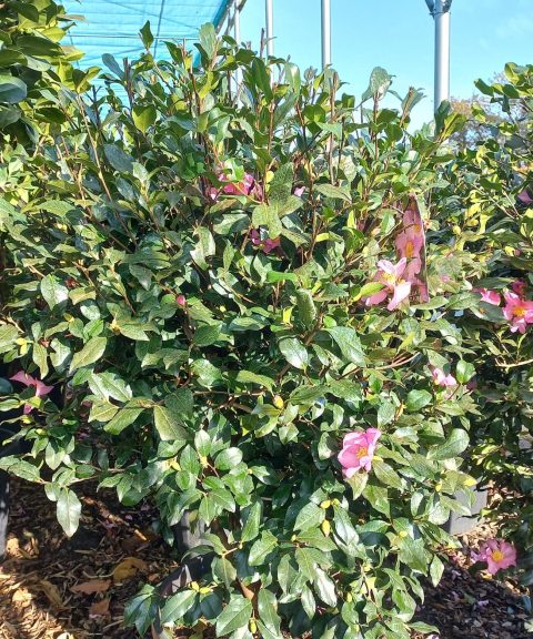 Camellia Sasanqua Kanjiro