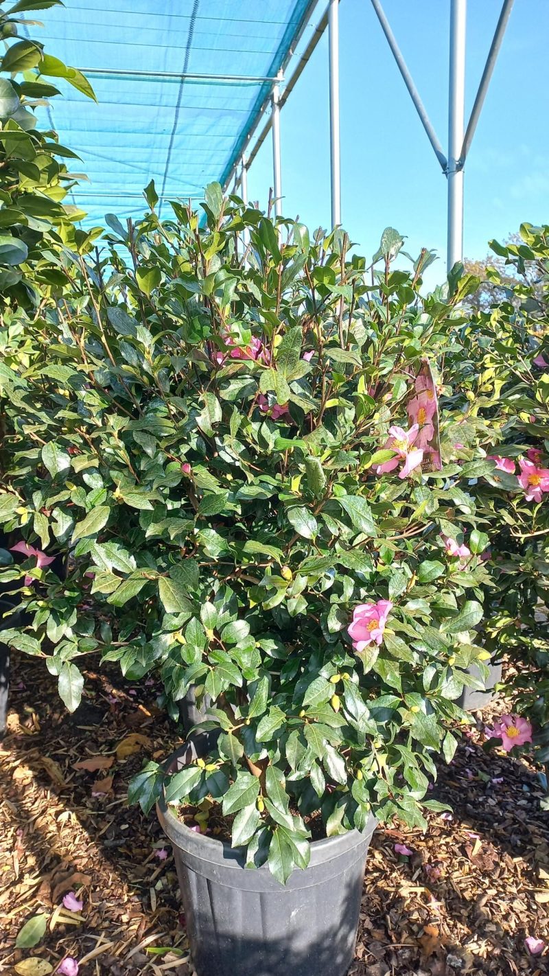Camellia Sasanqua Kanjiro