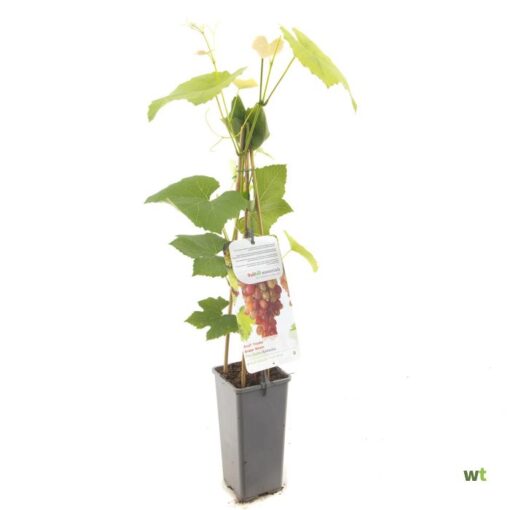 Vitis 'Katharina' - Roze druif
