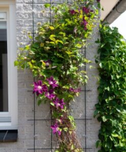 Plantengeleiders