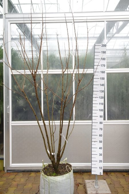 Koelreuteria Paniculata - Meerstammige boom