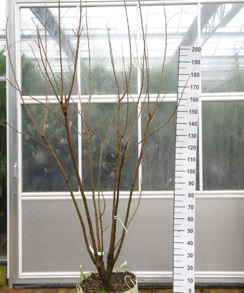 Koelreuteria Paniculata - Meerstammige boom