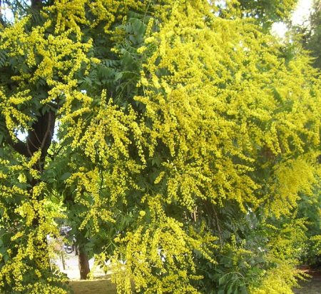 Koelreuteria Paniculata - Meerstammige boom - Afbeelding 2