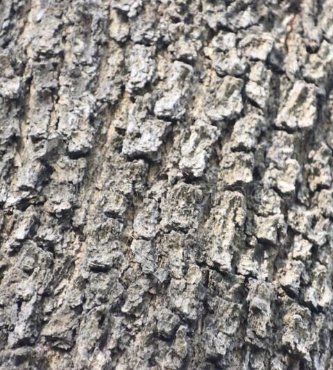 Quercus Suber