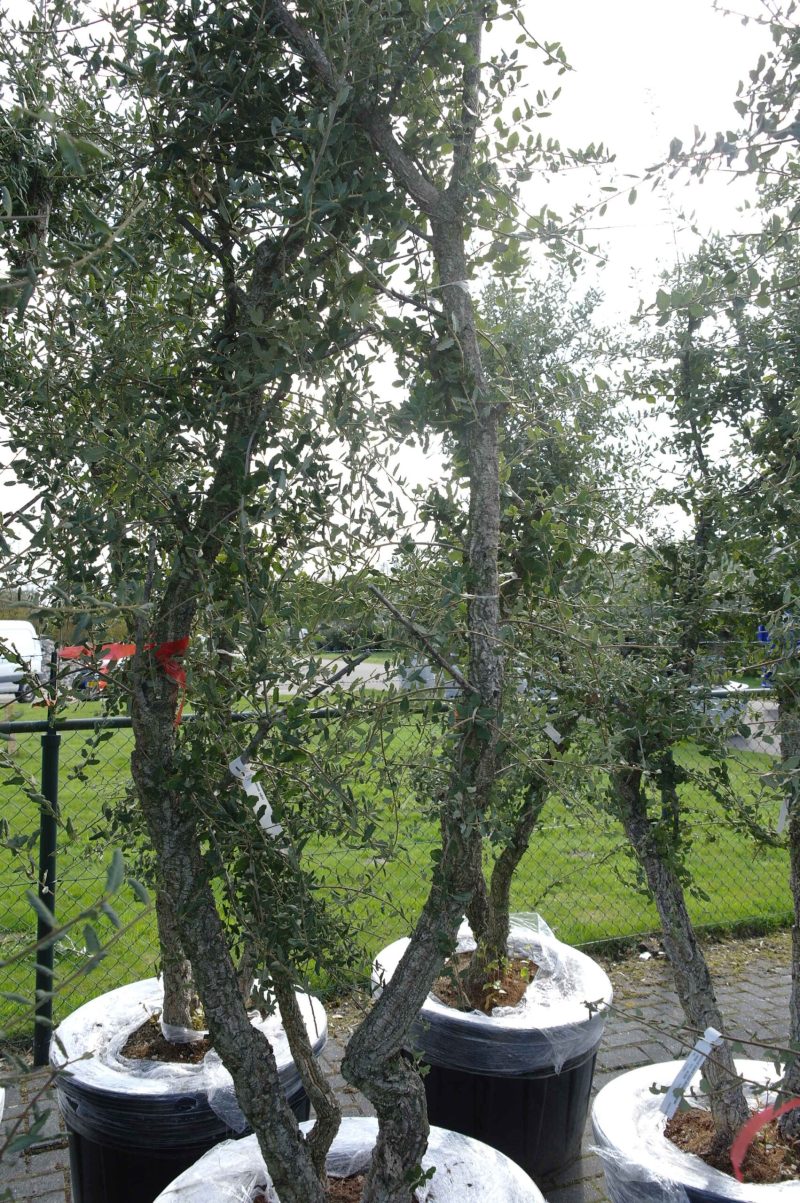 Quercus Subur - Kurkeik - Afbeelding 2