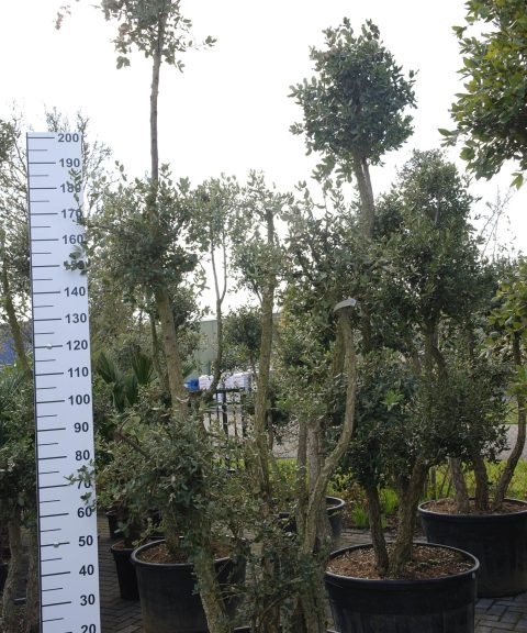 Quercus Subur - Kurkeik meerstammig