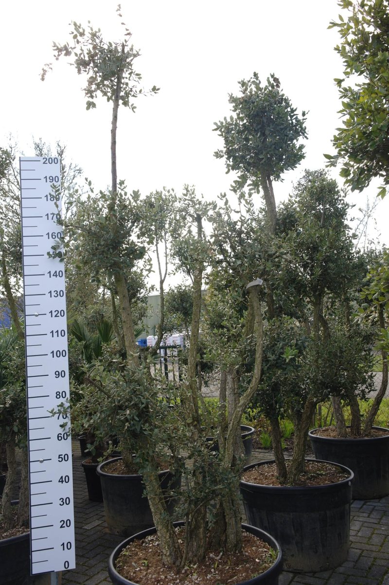 Quercus Subur - Kurkeik meerstammig