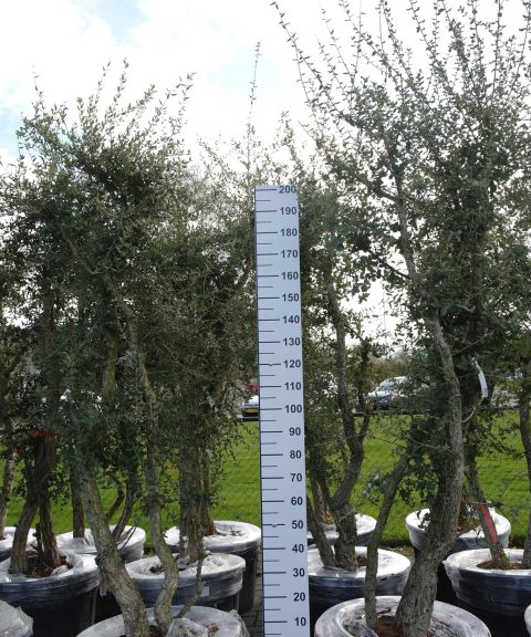 Quercus Subur - Kurkeik