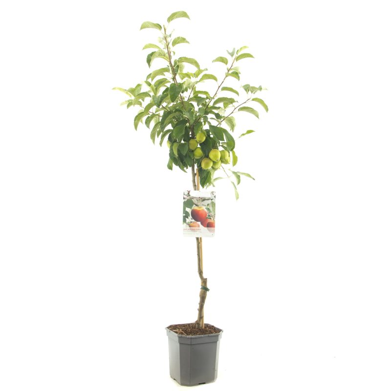 Malus 'Braeburn' - Afbeelding 2