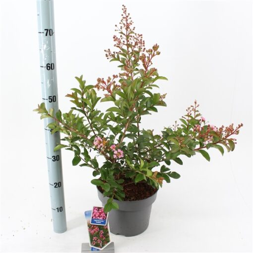 Lagerstroemia Indica 'Eveline'