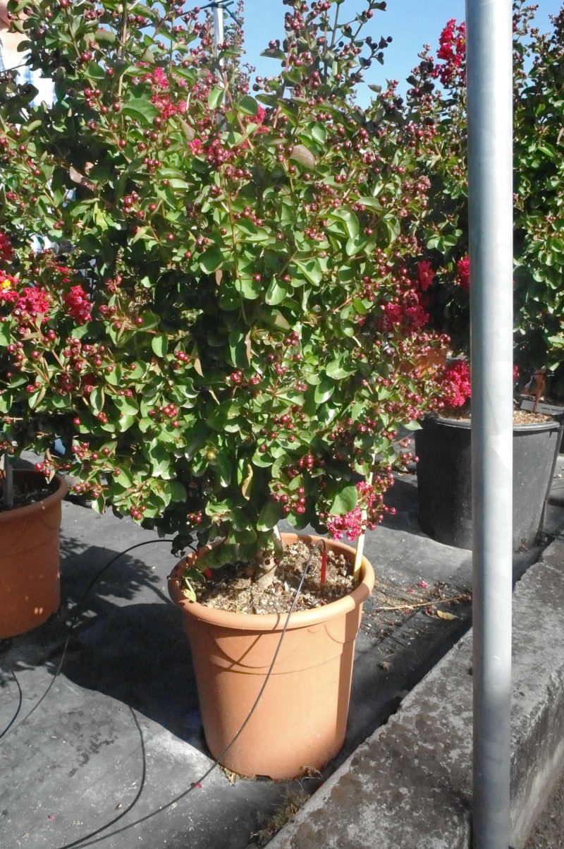Lagerstroemia Indica Dynamite