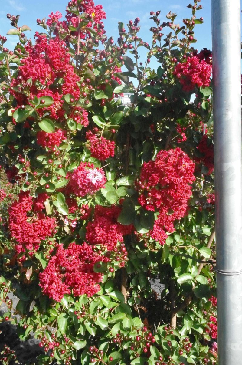 Lagerstroemia Indica Dynamite - Afbeelding 2