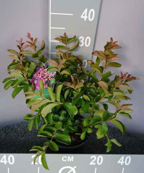 Lagerstroemia Indica 'Petit Orchidee'